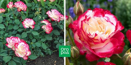 Розы садовые - разновидности и сорта